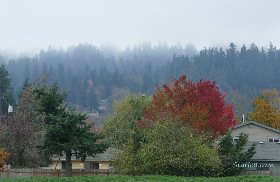 Autumn trees with foggy firs in the background