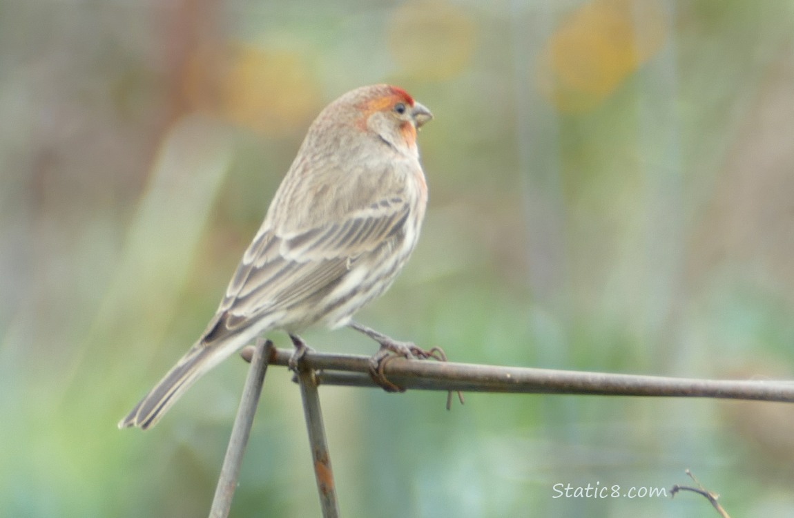 Male House Finch standing on a wire trellis