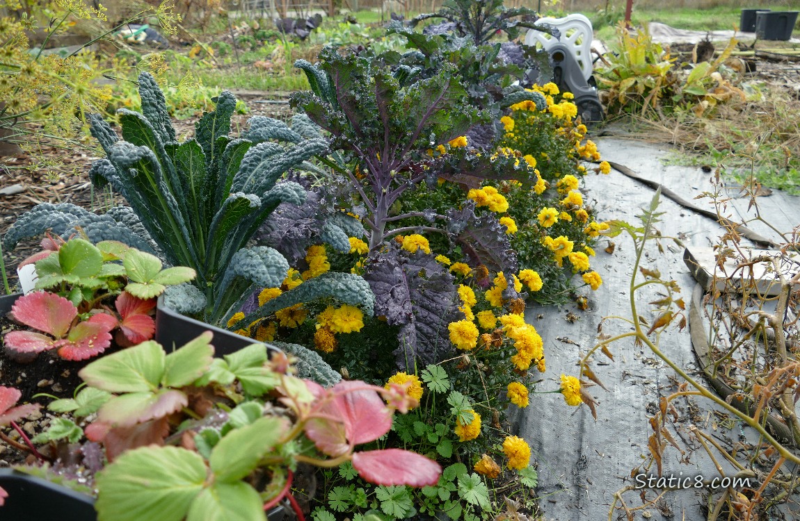 Strawberry plants in front of Kales and Marigold blooms