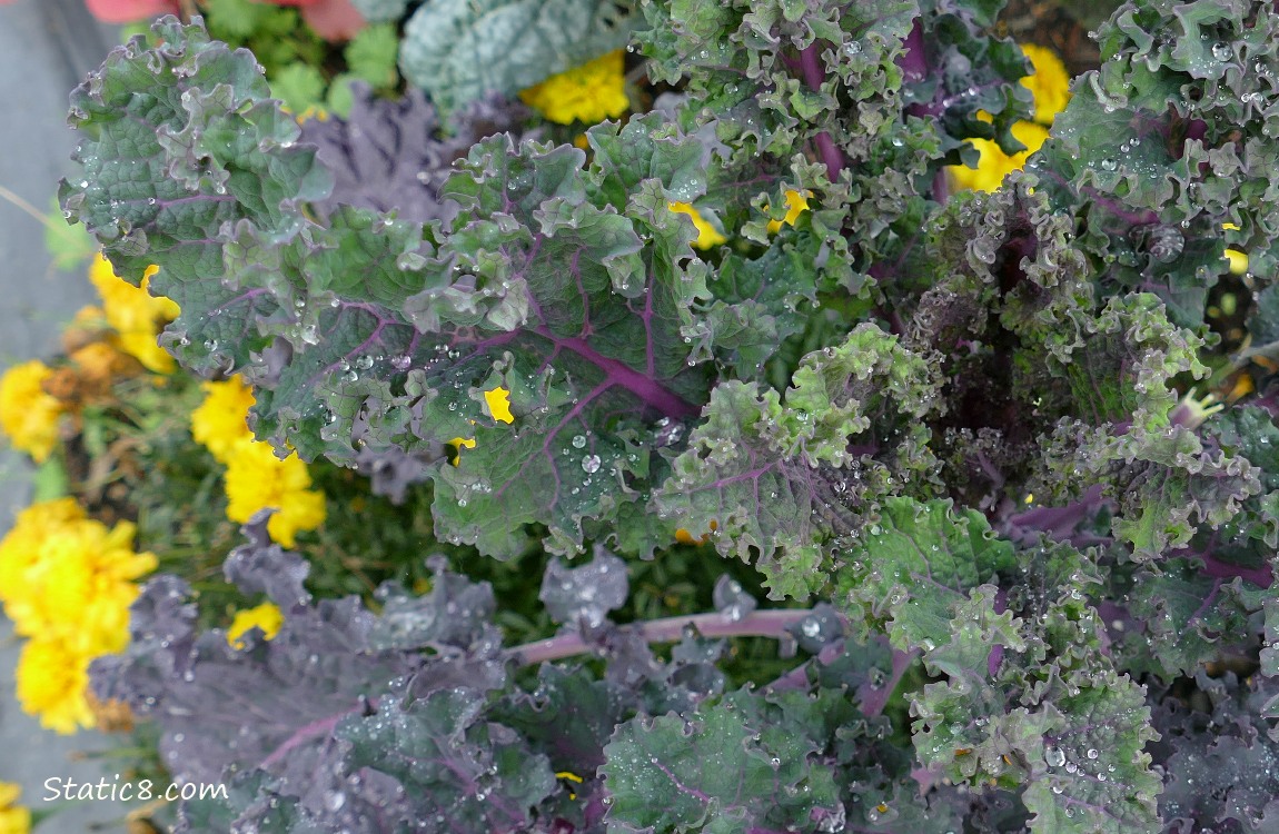 Kale with rain drops and some marigold blooms