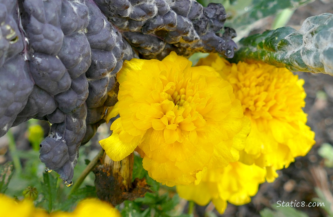 Yellow Marigold blooms next to kale
