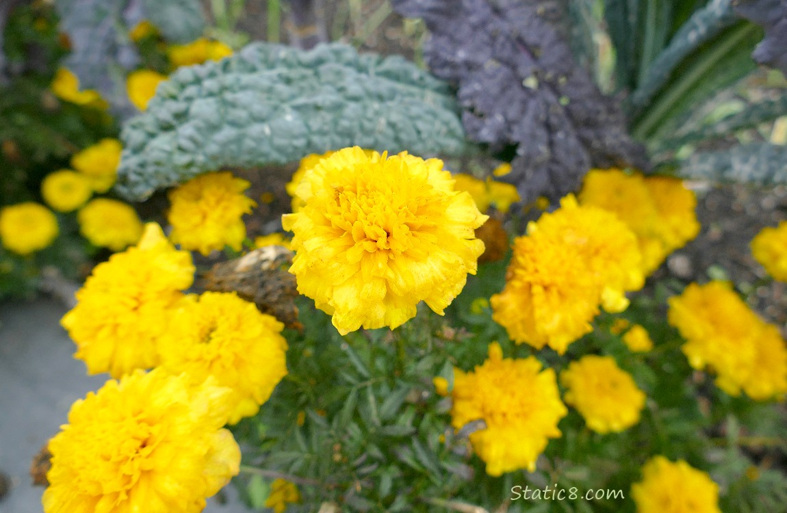 Yellow Marigold blooms