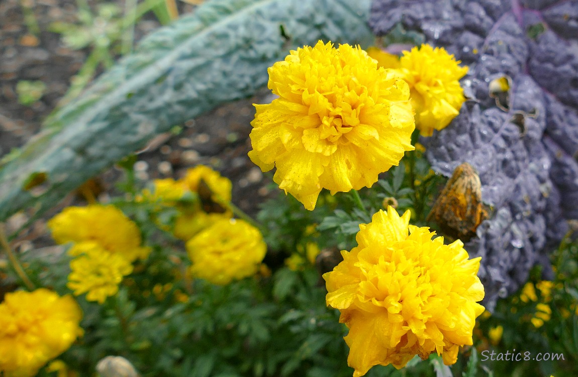 Yellow Marigold blooms with kale