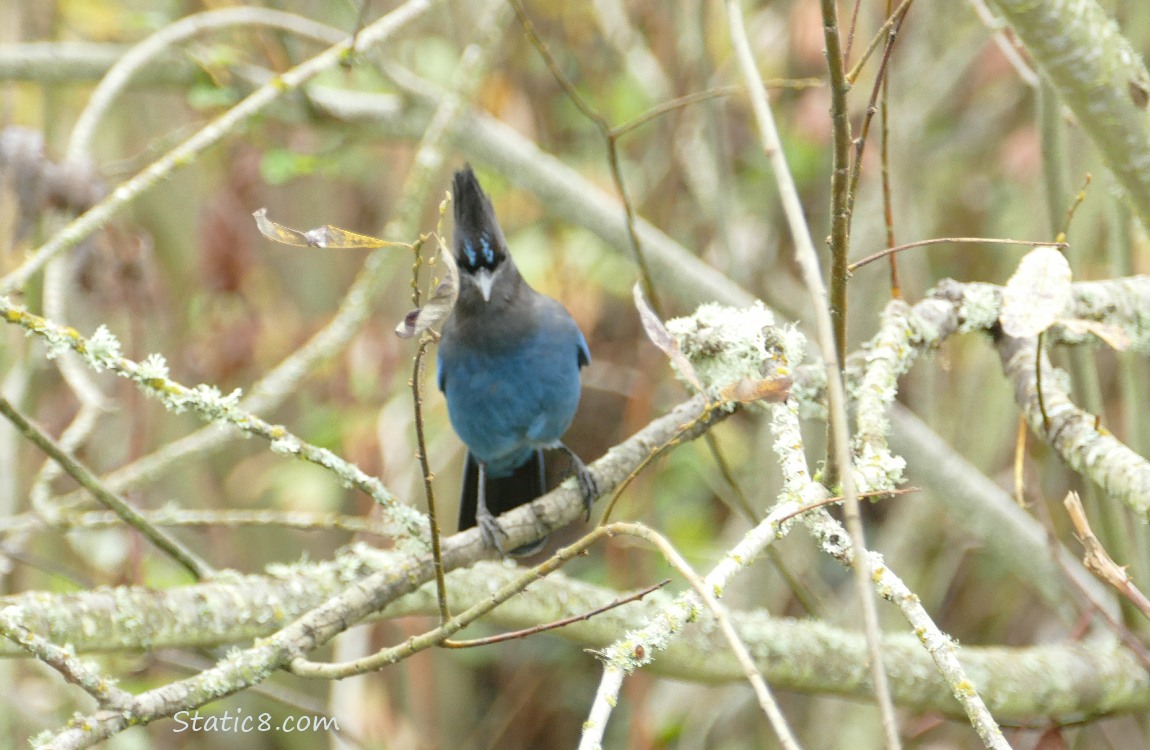 Steller Jay standing in a winter bare bush