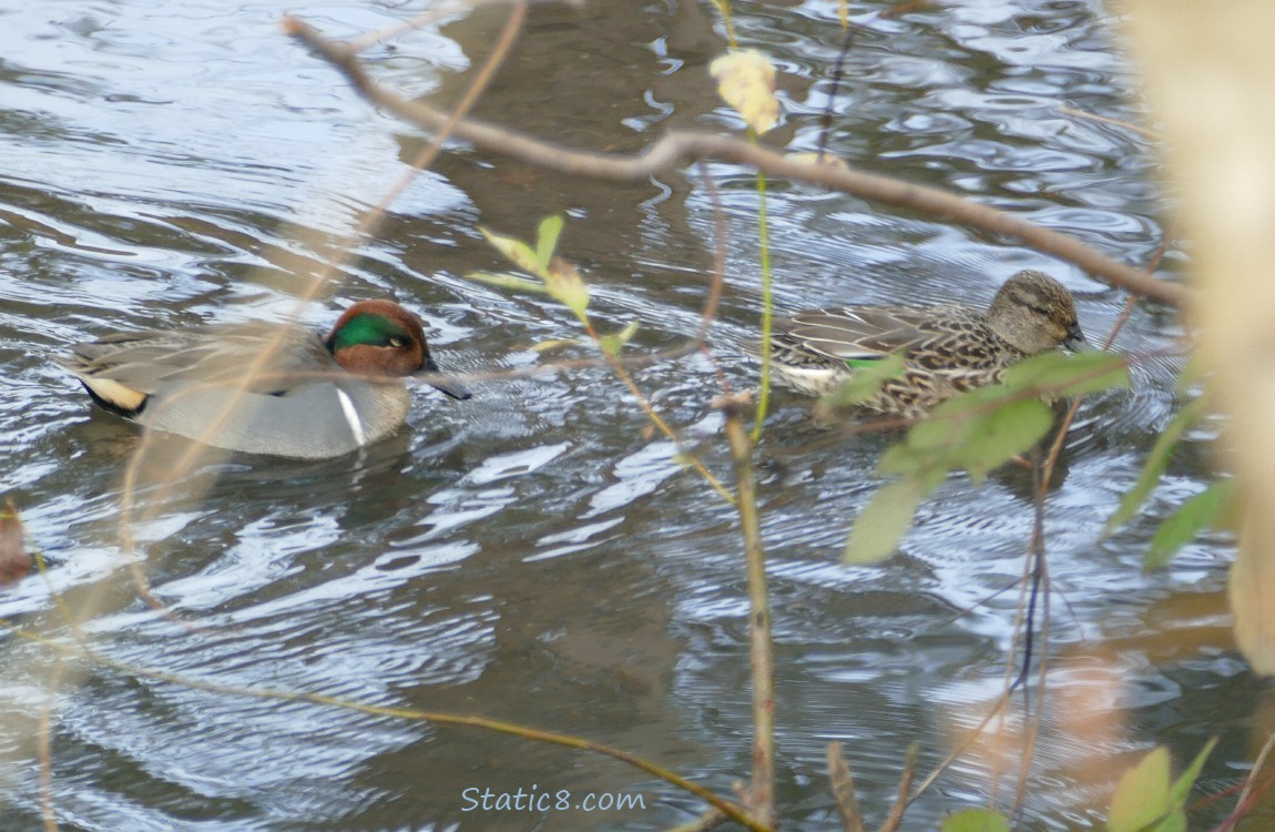 Male and female Green Wing Teals paddling on the water behind sticks