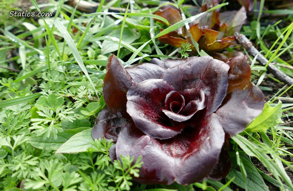 Dark red Lettuce growing in the grass
