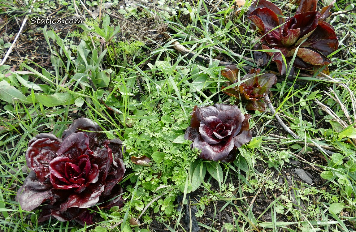 Dark red Lettuces growing in the grass