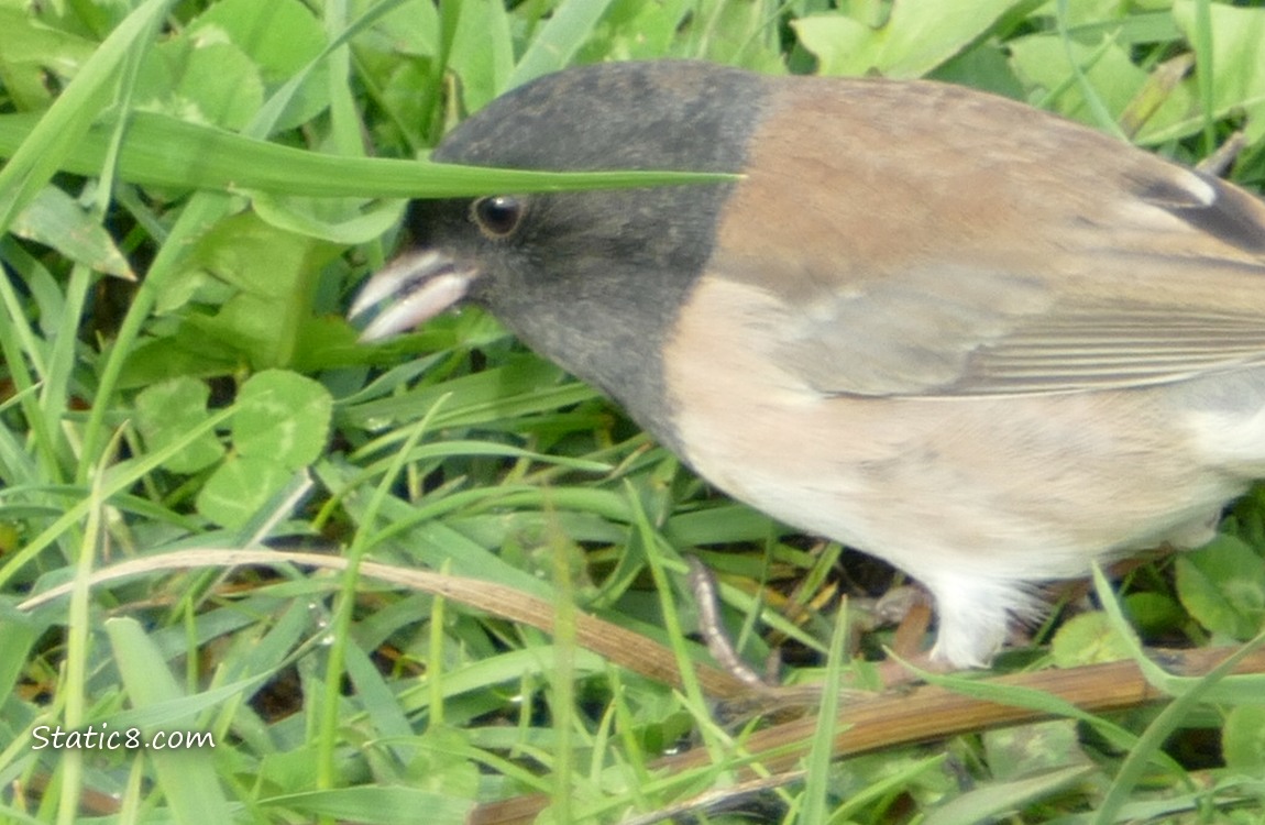 Male Junco leaning over the grass with something in his beak
