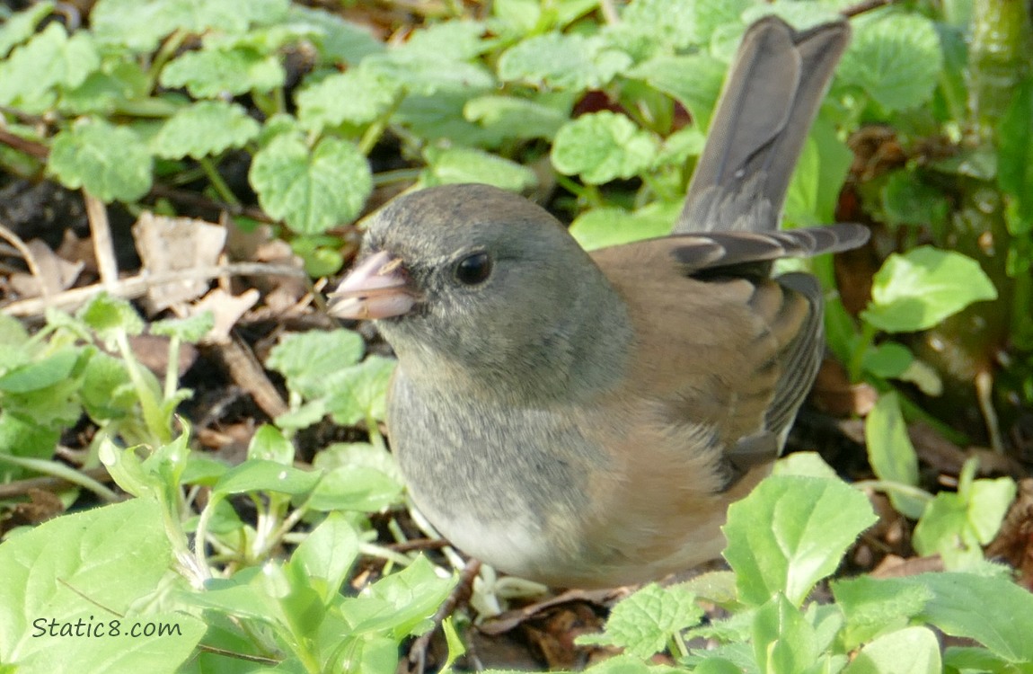 Female Junco standing in the weeds