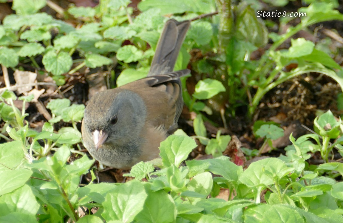 Female Junco looking for food in the weeds
