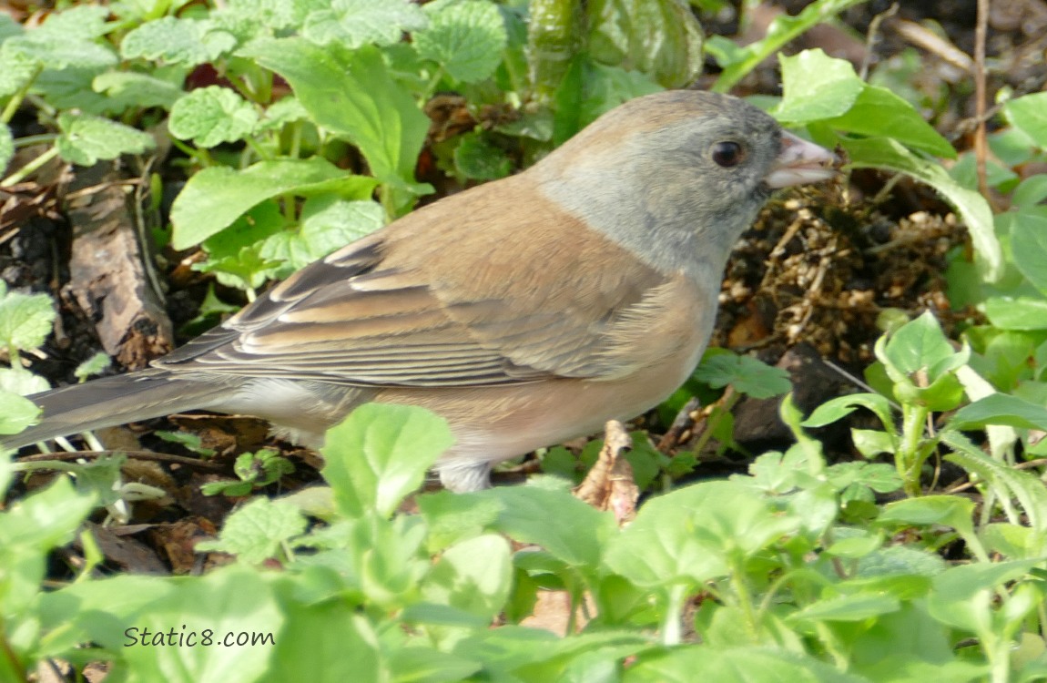 Female Junco standing in the weeds