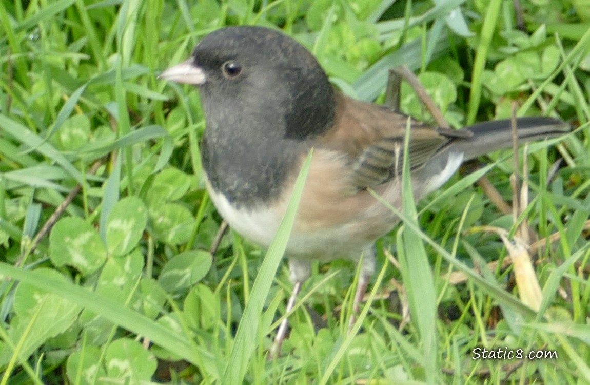 Male Junco standing in the grass