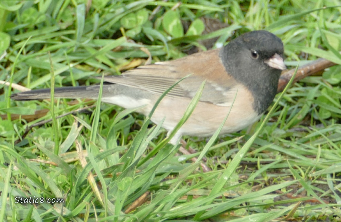 Male Junco standing in the grass
