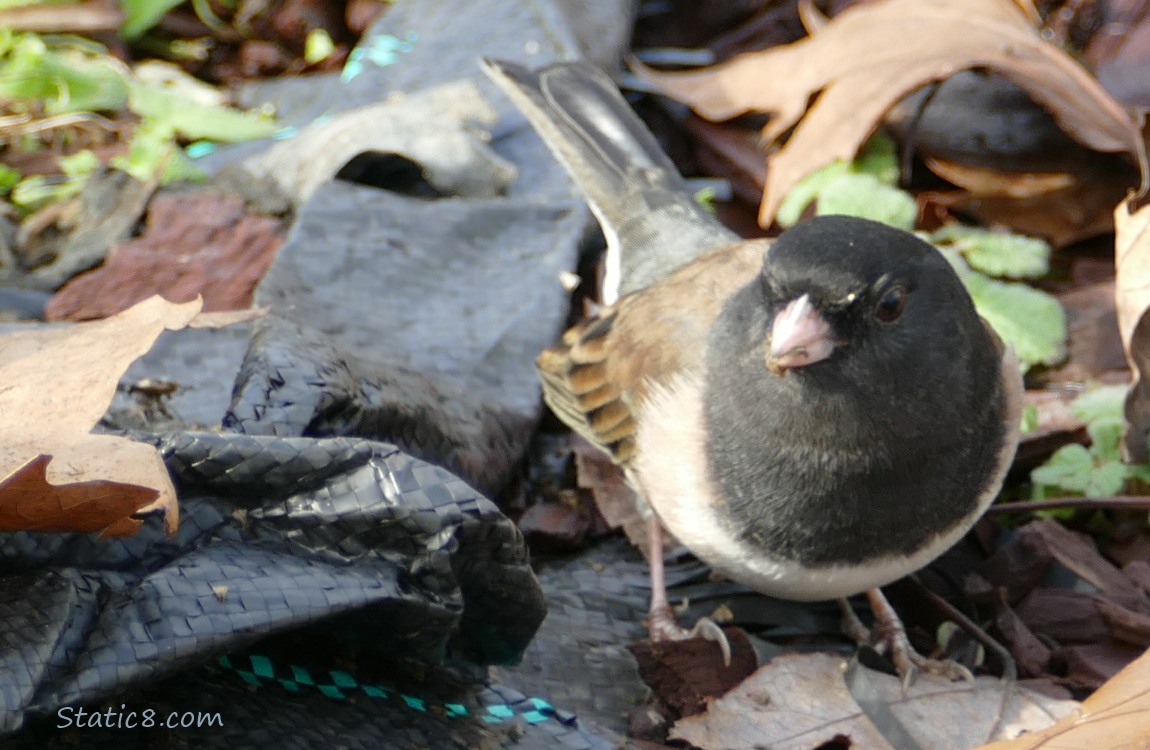 Male Junco