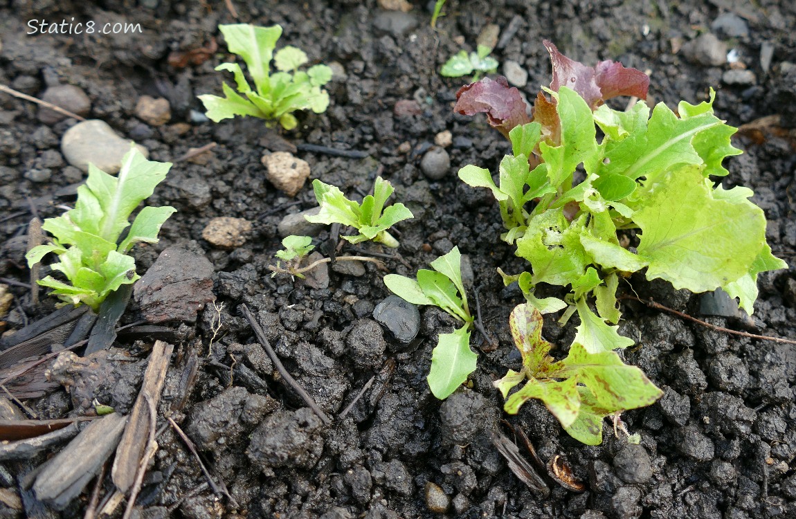 Lettuce seedlings growing in the dirt