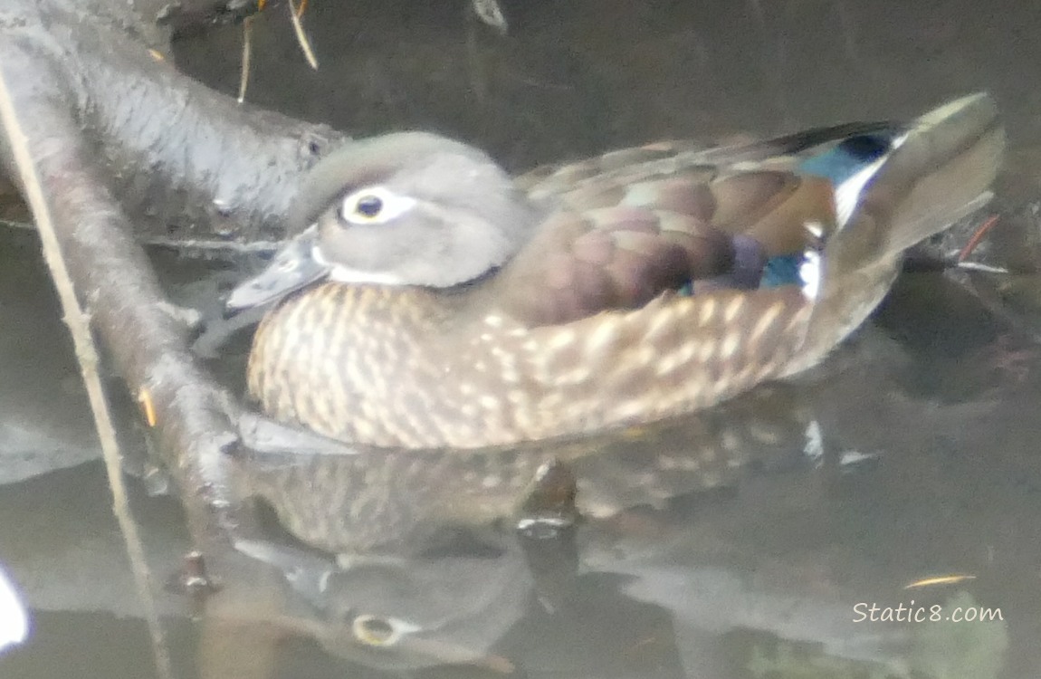 Female Wood Duck on the water