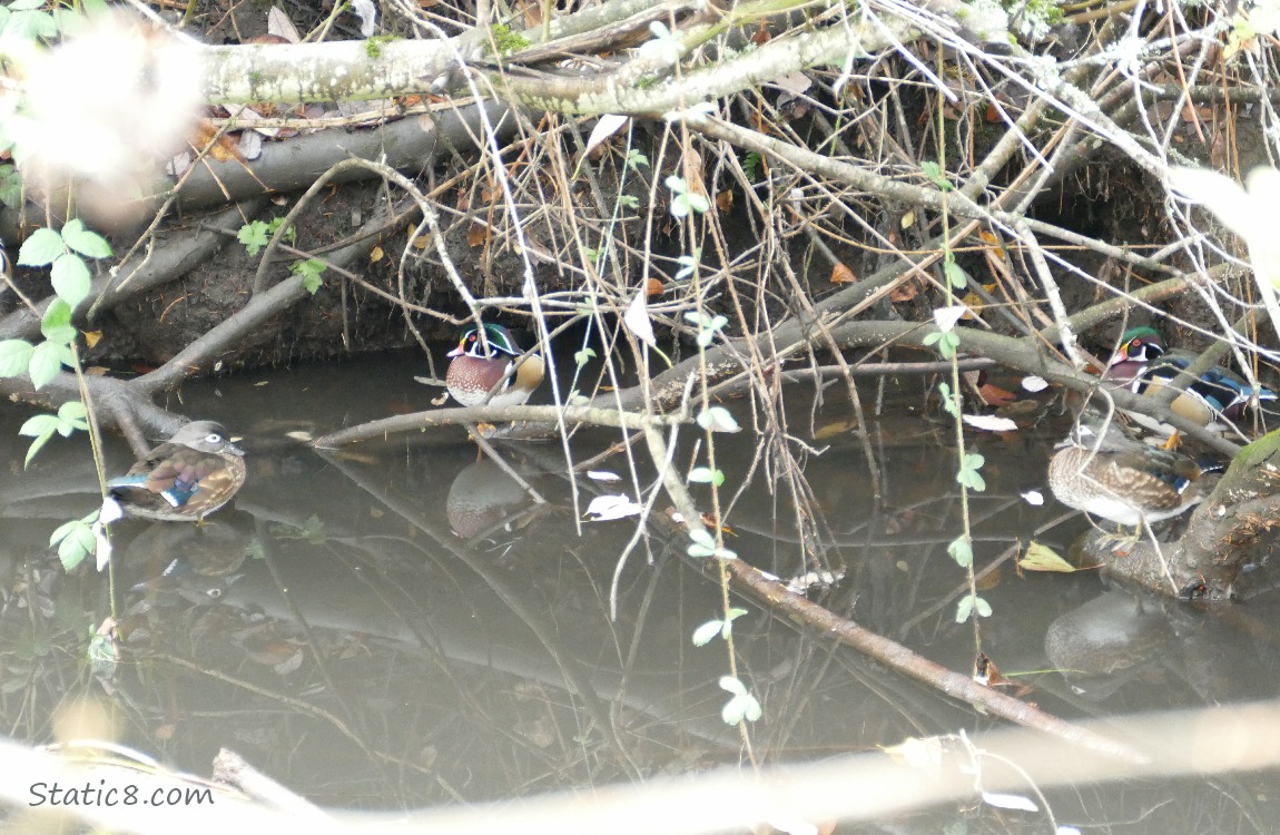 Four Wood Ducks under the bank of the creek