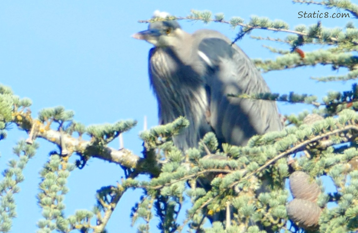 Great Blue Heron standin in a pine tree