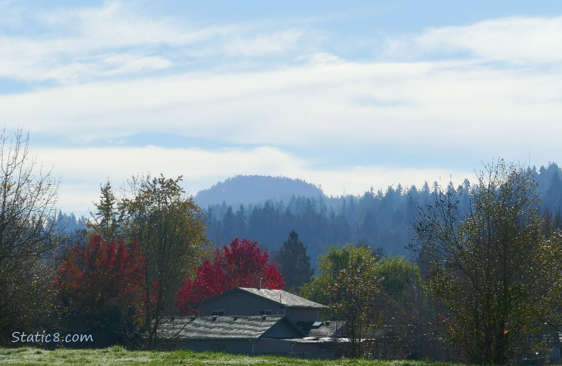 Autumn trees and foggy firs in the distance