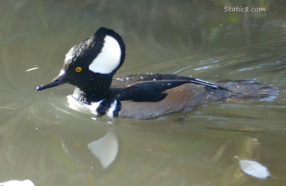 Male Hooded Merganser paddling on the water