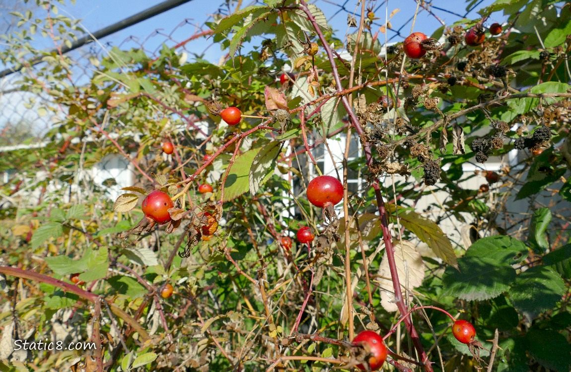 Rose Hips on a rose bush