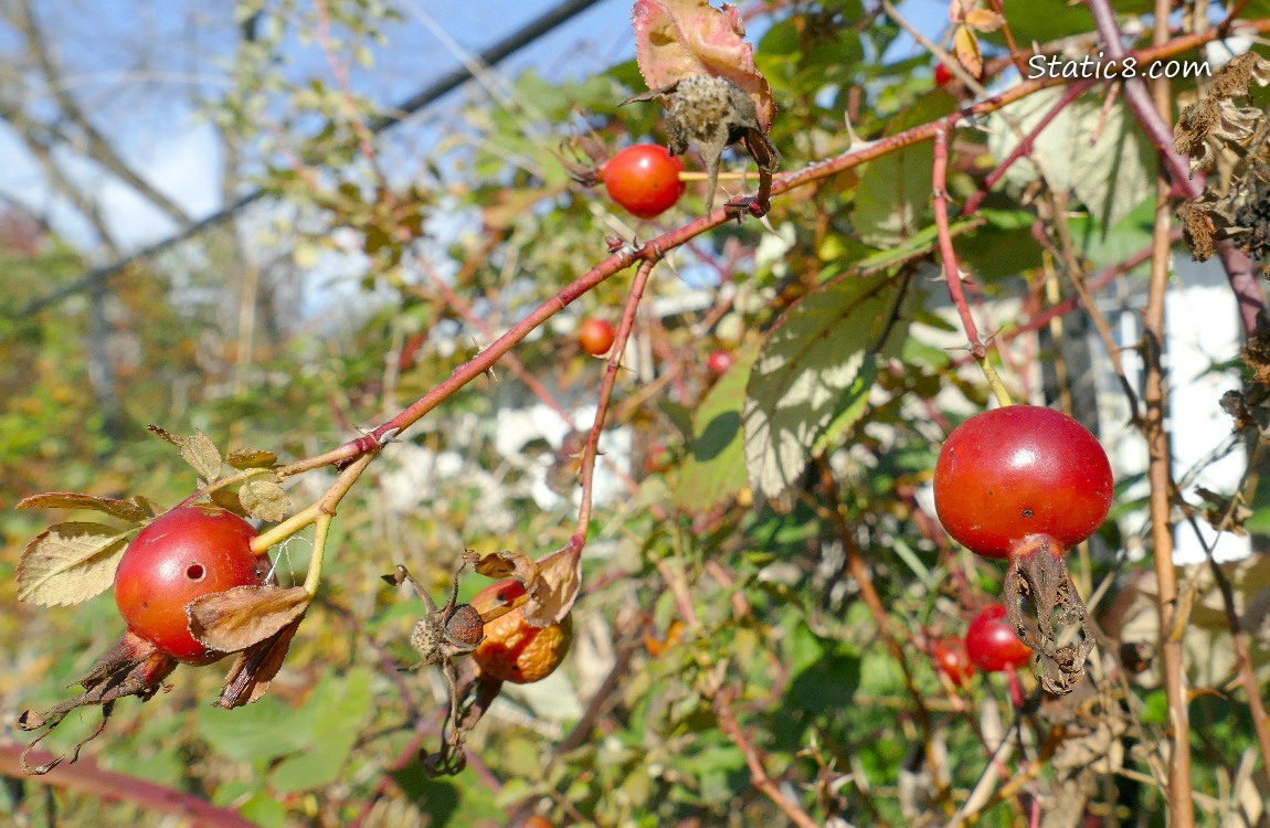 Rose Hips on a rose bush
