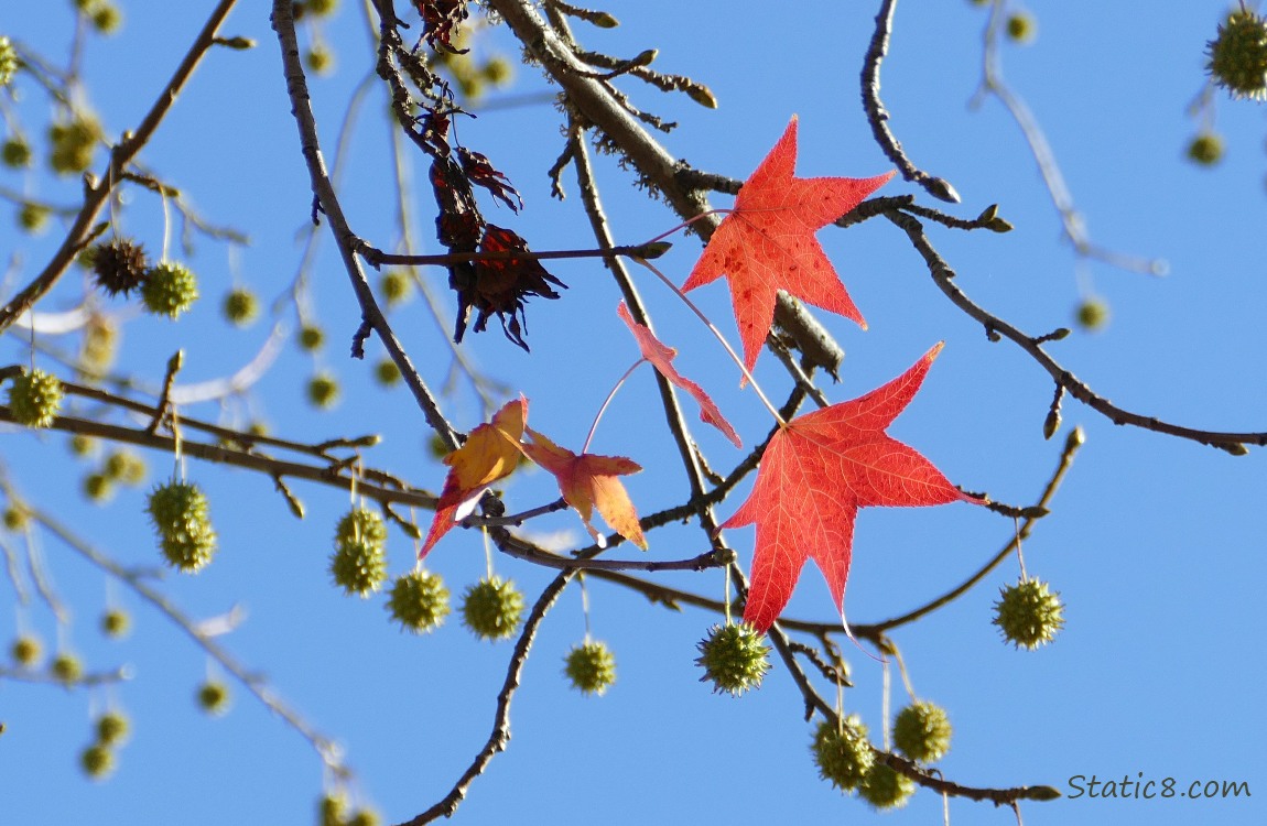 Sweet gum balls and two autumn red leaves in front of the blue sky