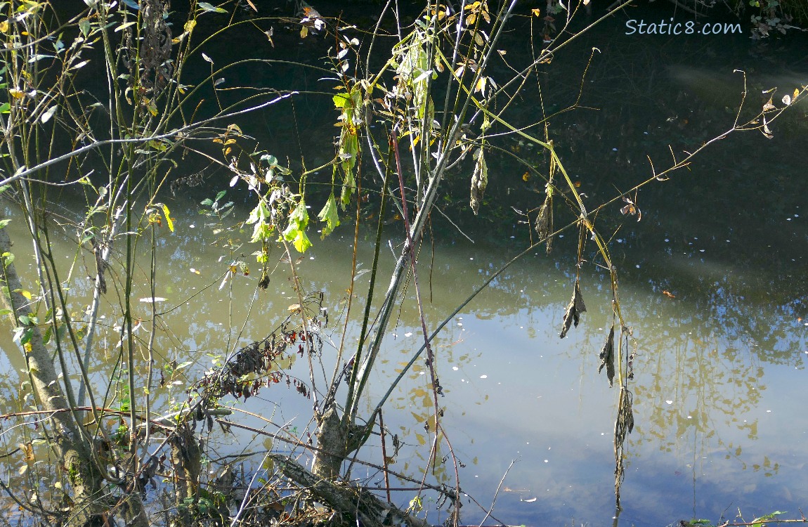 dead squash plant with droopy leaves over the creek