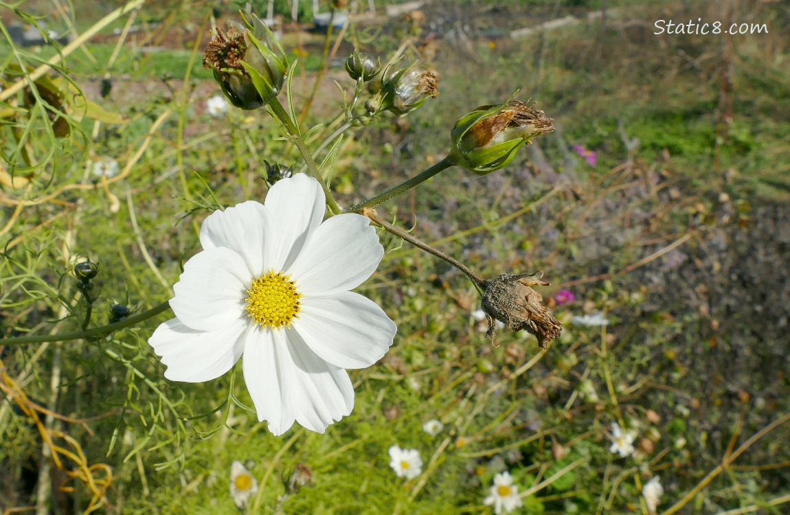 White Cosmos bloom