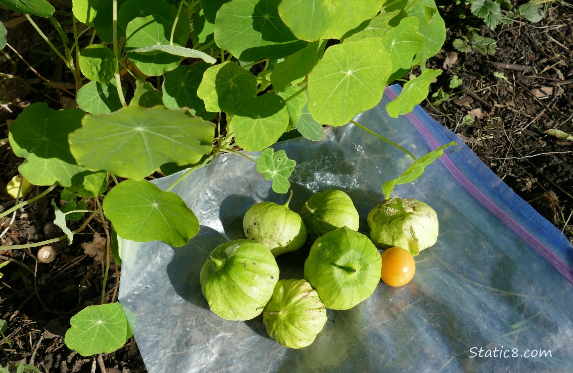 Gathered Tomatillo fruits next to a Nasturtium plant