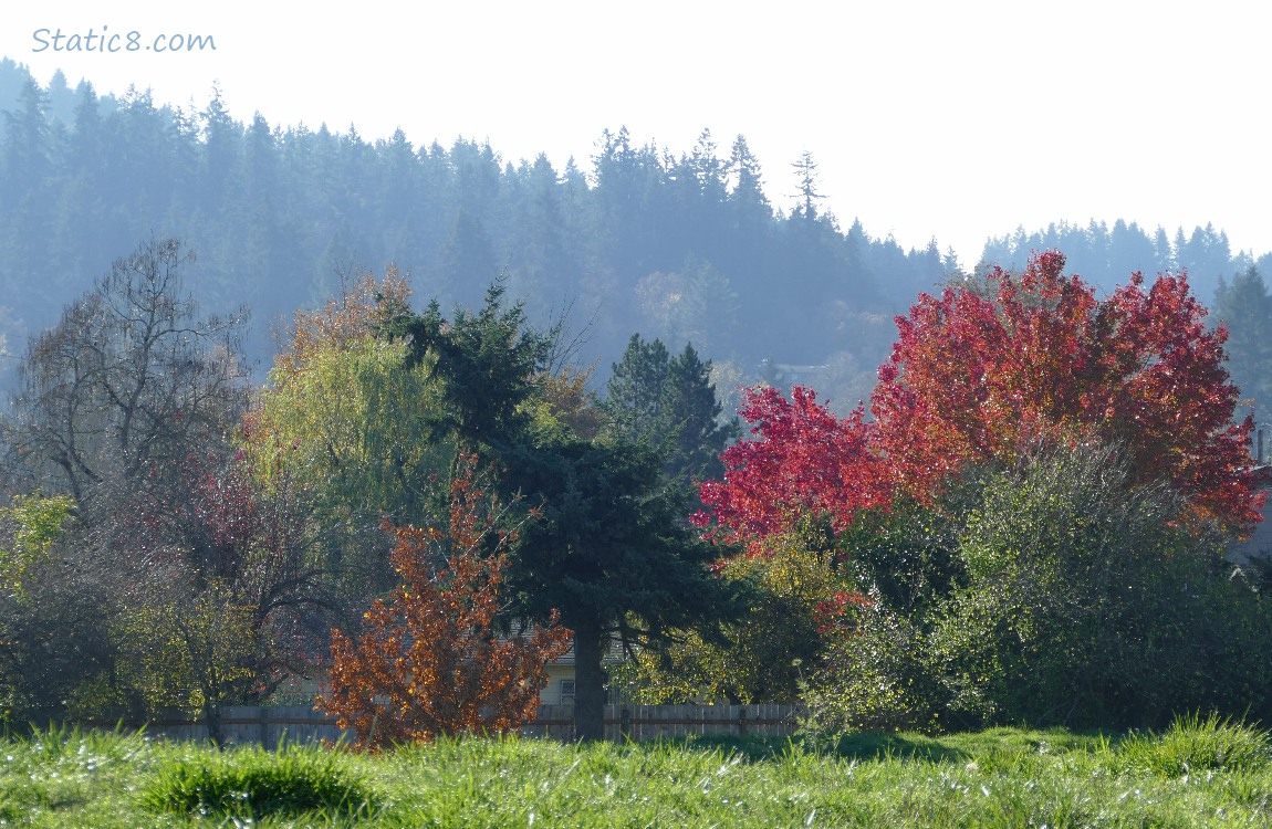 Autumn coloured trees with foggy firs in the background
