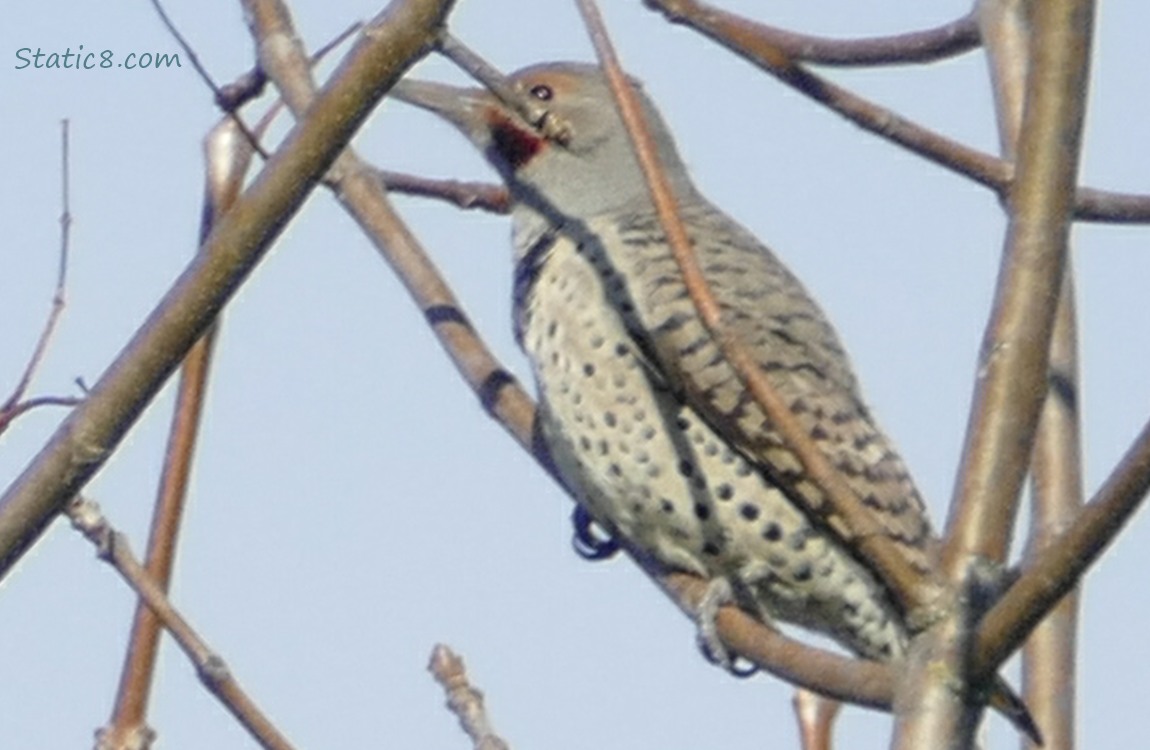 Northern Flicker standing in some twigs