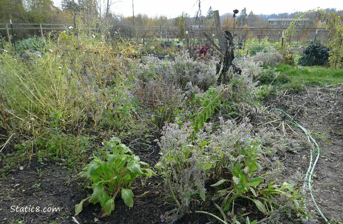 Trellis in a garden plot