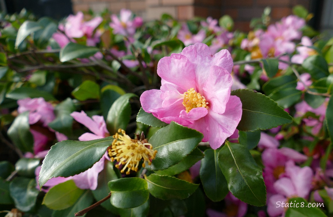 Pink Camella blooms on a bush
