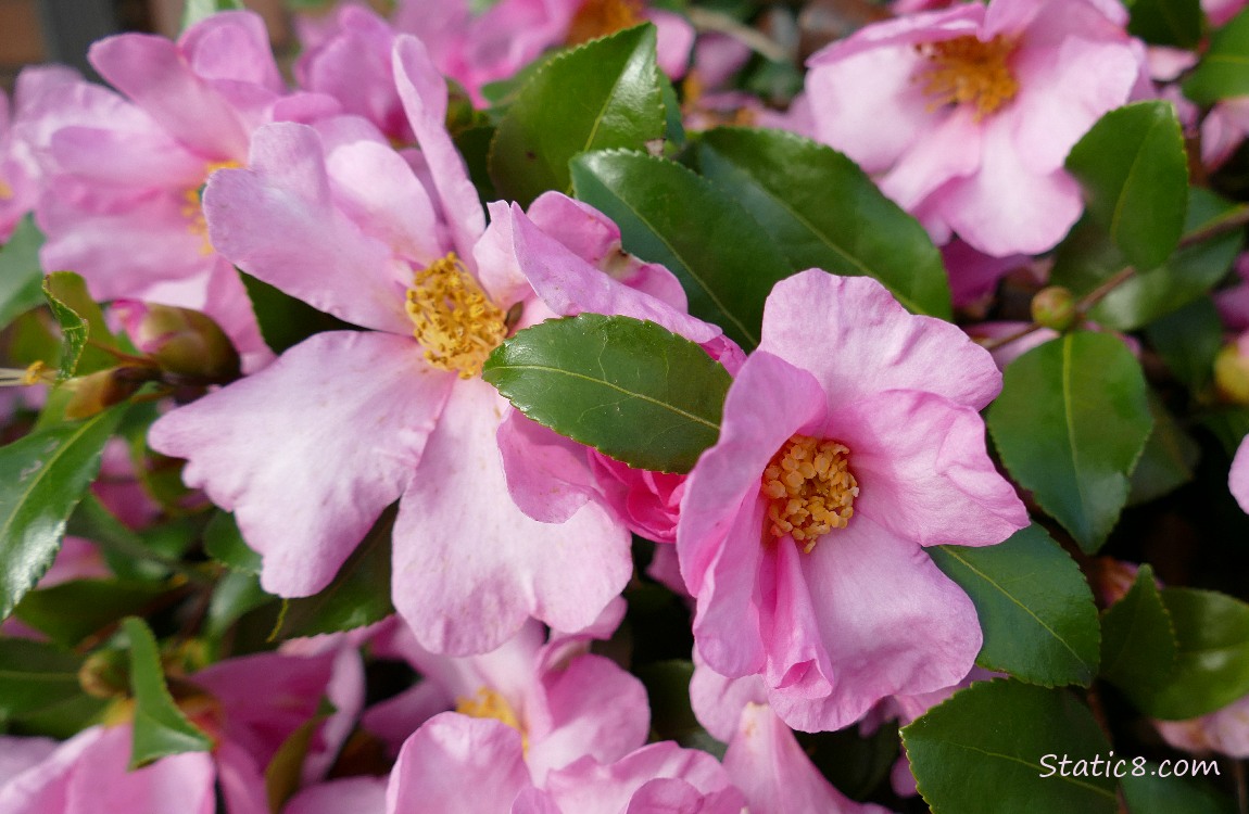 Pink Camella blooms on a bush