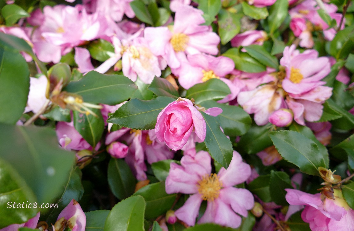 Pink Camellia blooms on a bush, surrounded by green leaves