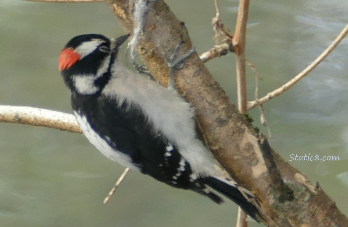 Downy Woodpecker hanging from a branch
