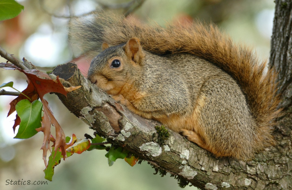 Squirrel napping on a branch