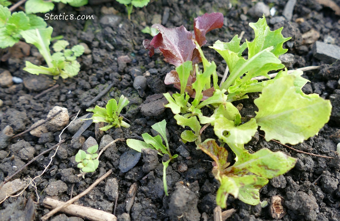 Lettuce seedlings growing in the dirt