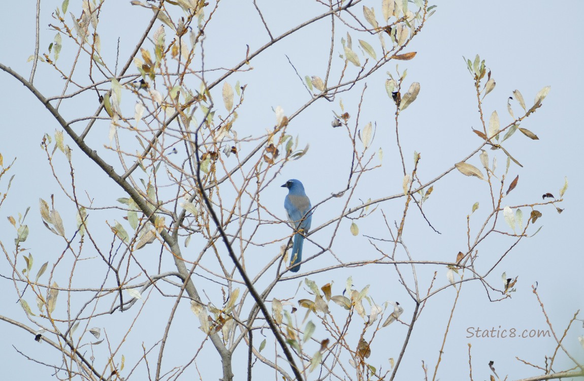 Scrub Jay standing in a tree with a few leaves