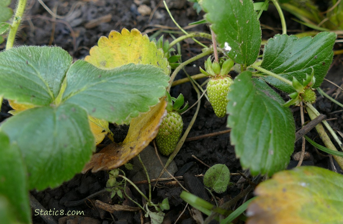 Strawberry plants growing in the dirt with green fruits