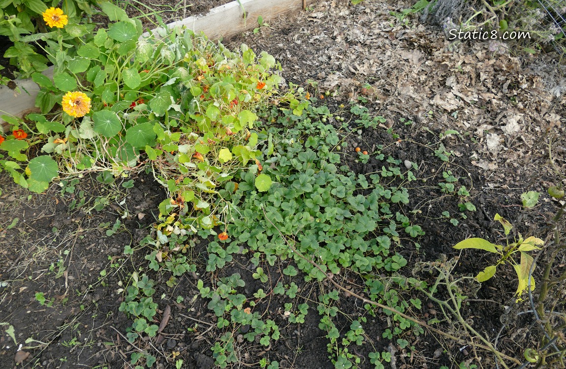 Strawberry patch with Nasturtiums