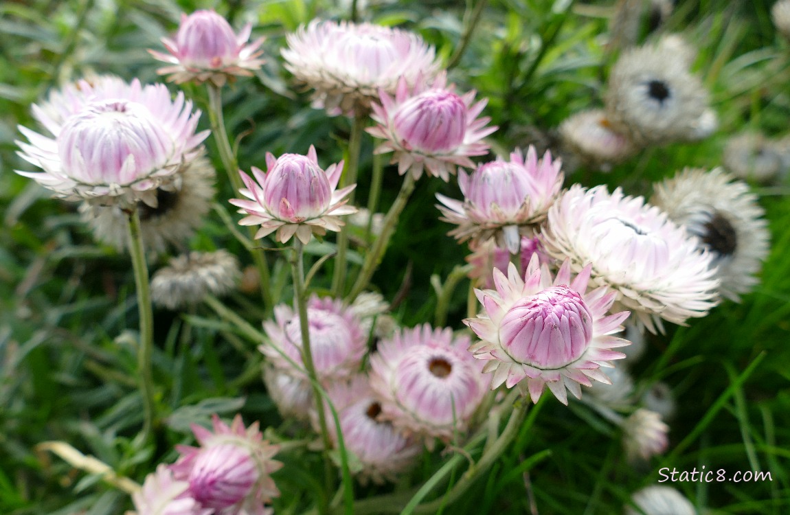 Pink Strawflowers