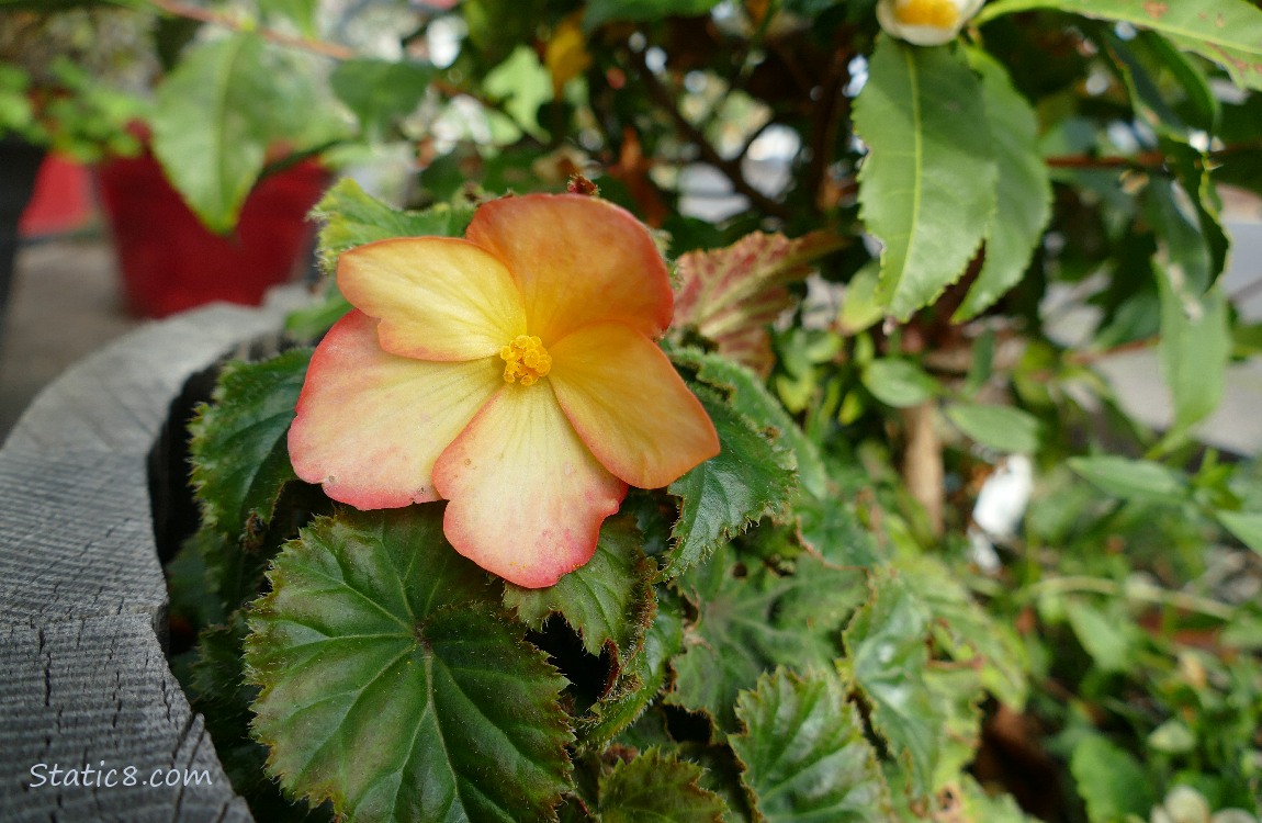 Orange Begonia bloom, surrounded by leaves