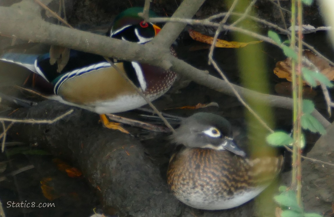 Male and Female Wood Ducks standing on branches under the bank