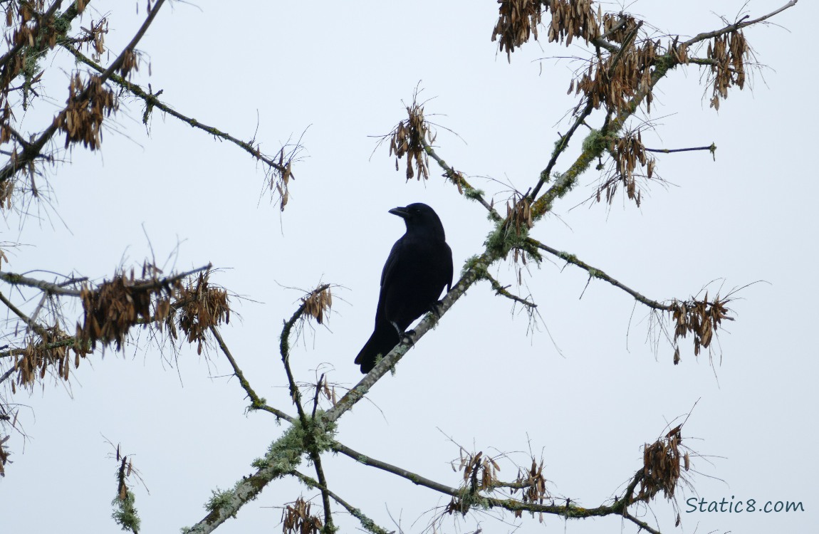 Silhouette of a crow standing in a winter bare tree with clumps of seeds