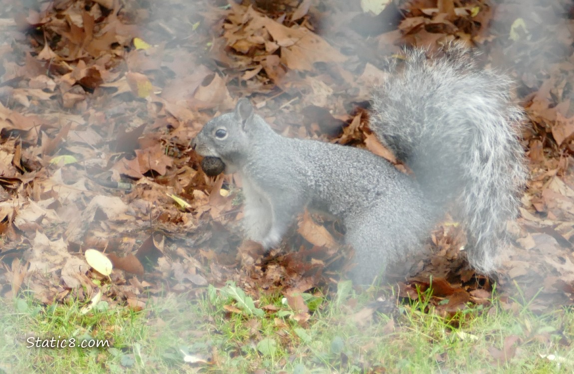 Western Grey Squirrel behind a chain link fence