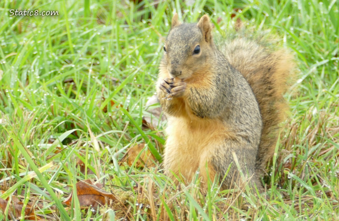 Squirrel sits in the grass, eating a peanut