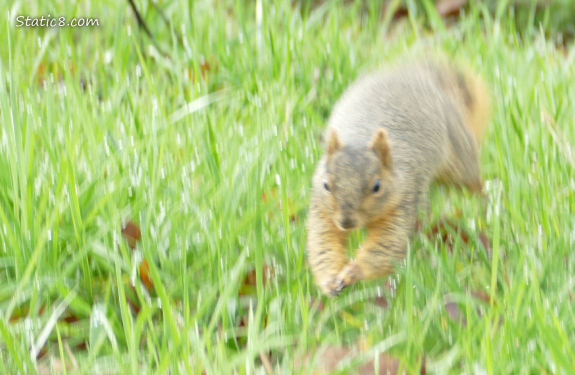 Blurry squirrel running in the grass
