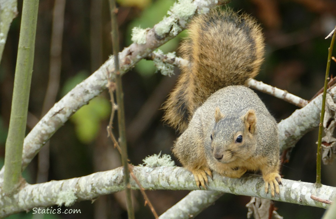 Squirrel sitting on a branch